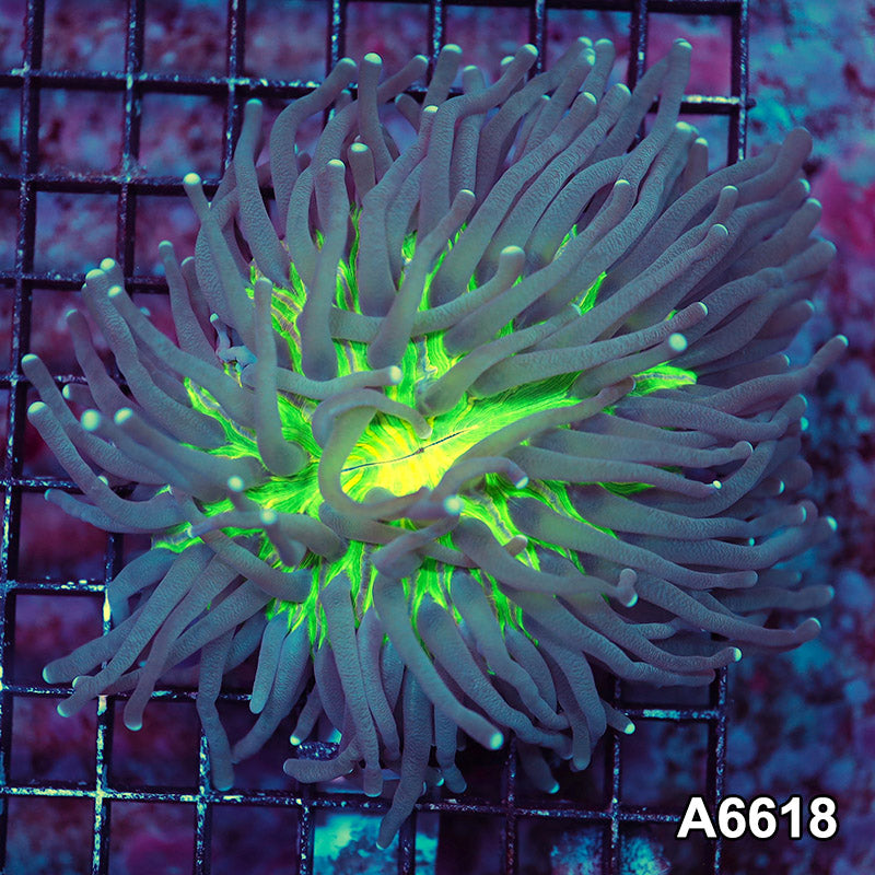 Item#A6618LW6618(M) WYSIWYG Indo Ultra Helio Fungia Plate
