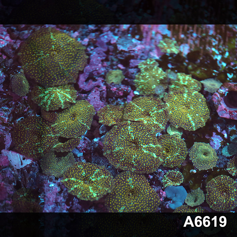 Item#A6619IN6619(S) Hand Selected Ultra Gold Spotted Discosoma Mushroom Single Polyp 05