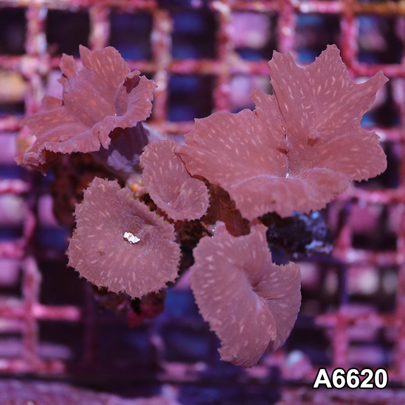Item#A6620IN6620(S) WYSIWYG Vietnam Cabbage Colony