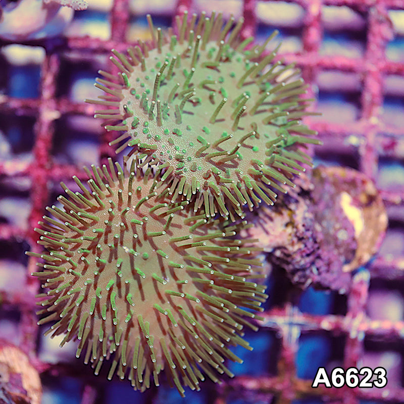 Item#A6623IN6623(S) WYSIWYG Indo 2 Headed Toadstool
