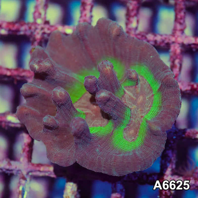 Item#A6625IN6625(S) WYSIWYG Indo Rainbow Pectinia Mini Colony