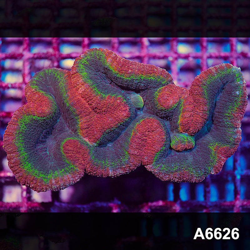 Item#A6626IN6626(L) WYSIWYG Aussie Rainbow Lobophyllia Colony