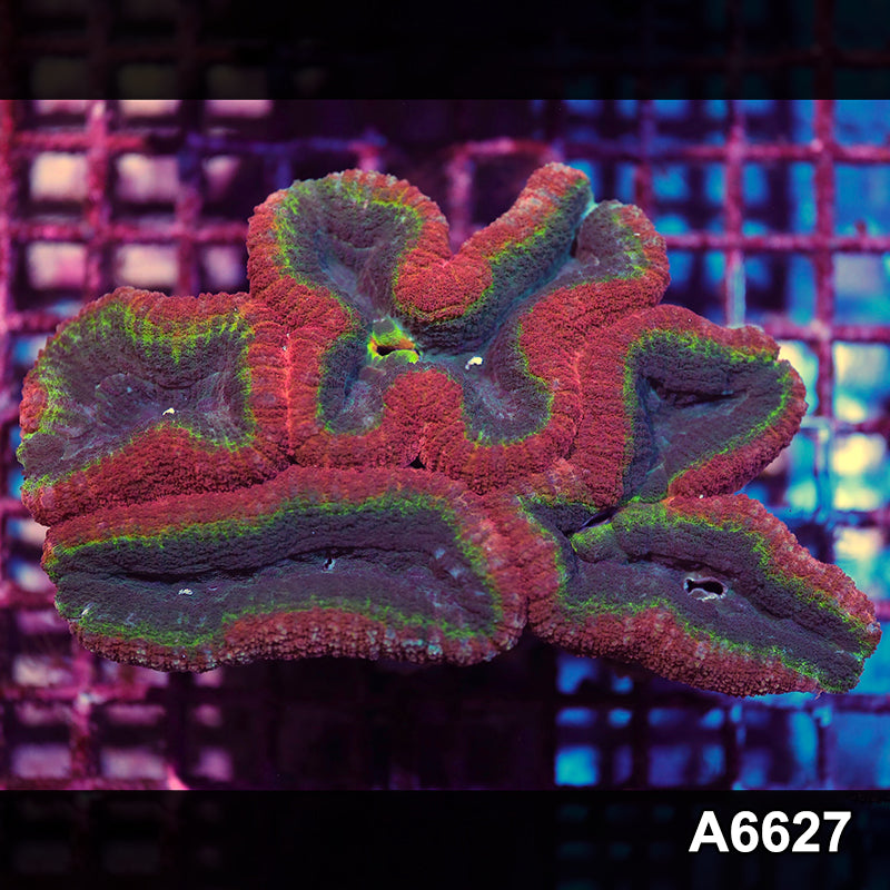 Item#A6627IN6627(L) WYSIWYG Aussie Rainbow Lobophyllia Colony