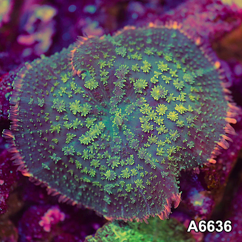 Item#A6636IN6636(S) WYSIWYG Vietnam Pink Tip Rainbow Rhodactis Mushroom