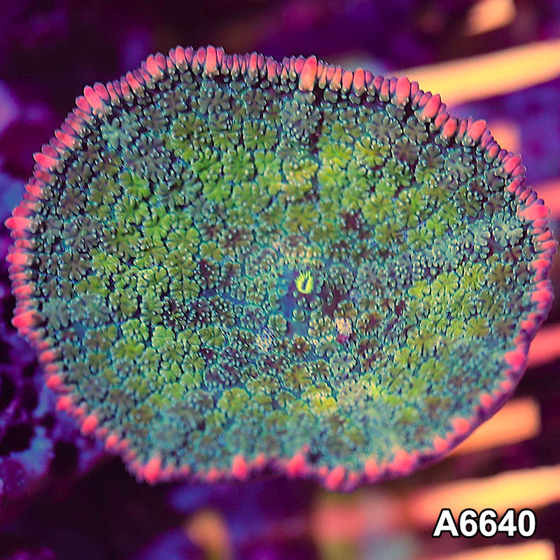 Item#A6640IN6640(S) WYSIWYG Vietnam Pink Tip Rainbow Rhodactis Mushroom
