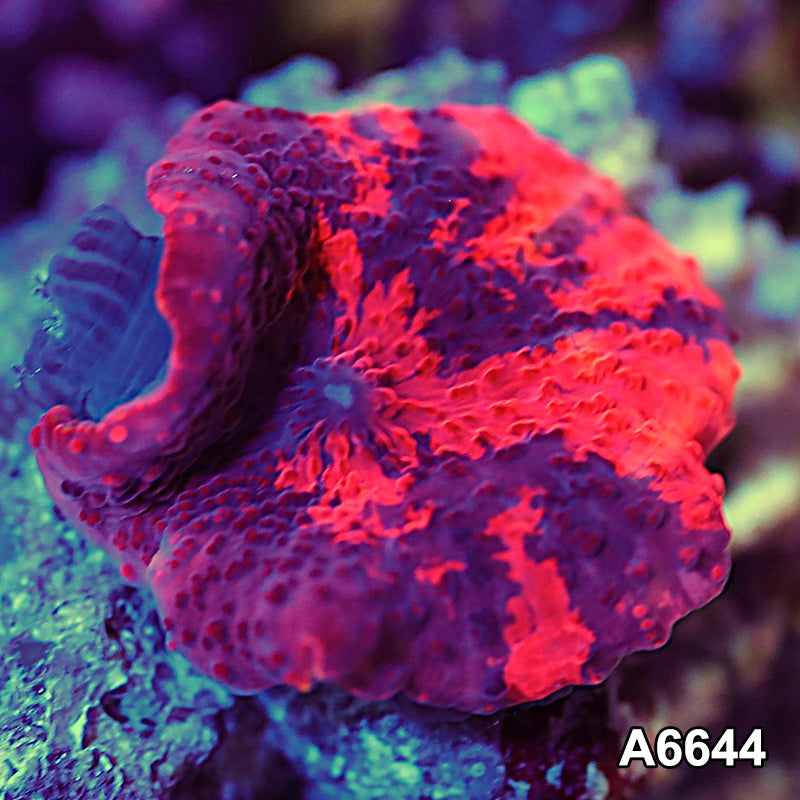 Item#A6644IN6644(S) WYSIWYG Western Australia Ultra Unique Deadpool Mushroom