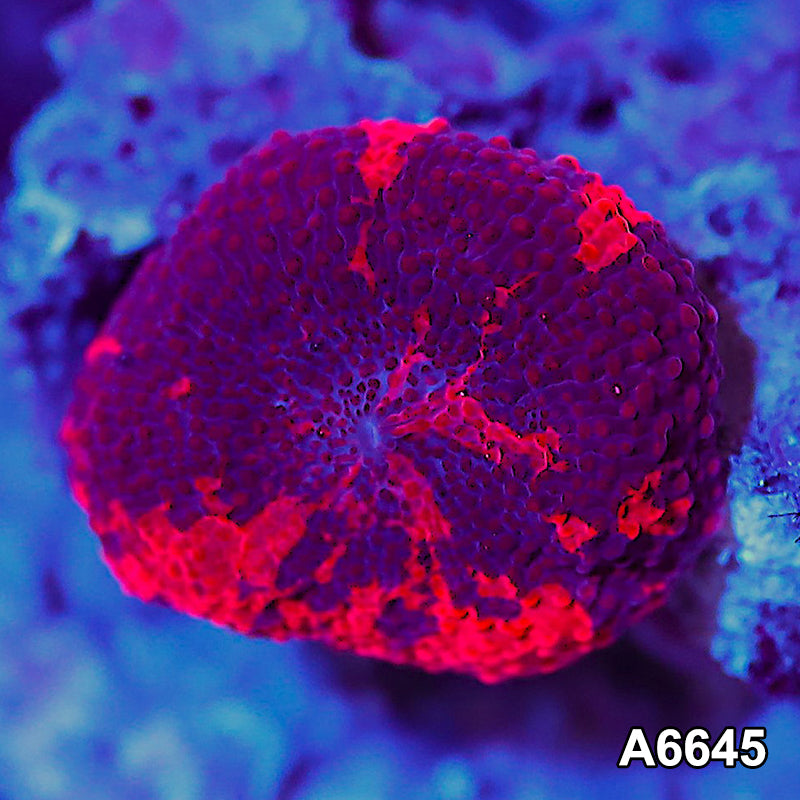 Item#A6645IN6645(S) WYSIWYG Western Australia Ultra Unique Reverse Deadpool Mushroom