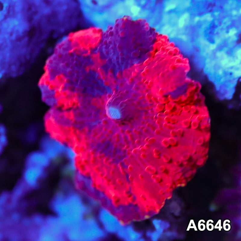 Item#A6646IN6646(S) WYSIWYG Western Australia Ultra Unique Deadpool Mushroom