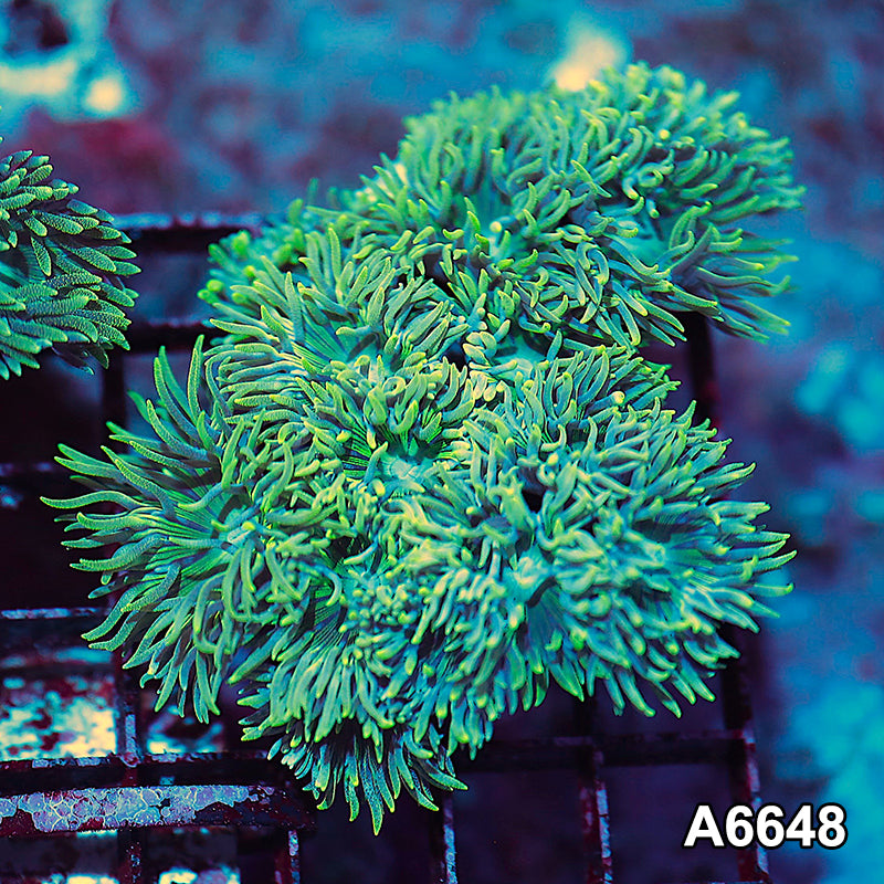 Item#A6648IN6648(L) WYSIWYG Solomon Island Ultra Tip Duncan Colony