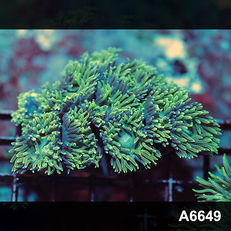 Item#A6649IN6649(M) WYSIWYG Solomon Island Ultra Tip Duncan Colony