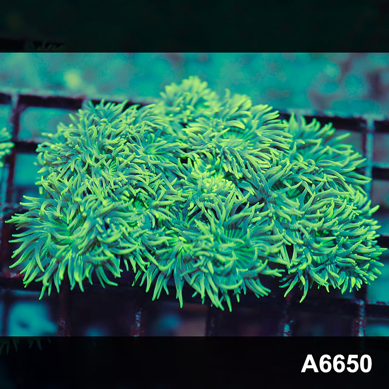 Item#A6650IN6650(M) WYSIWYG Solomon Island Ultra Tip Duncan Colony
