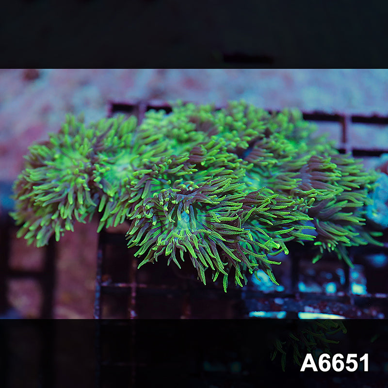 Item#A6651IN6651(M) WYSIWYG Solomon Island Ultra Tip Duncan Colony