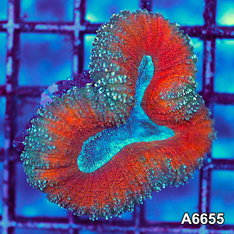 Item#A6655IN6655(S) WYSIWYG Aussie Ultra Unique Lobophyllia