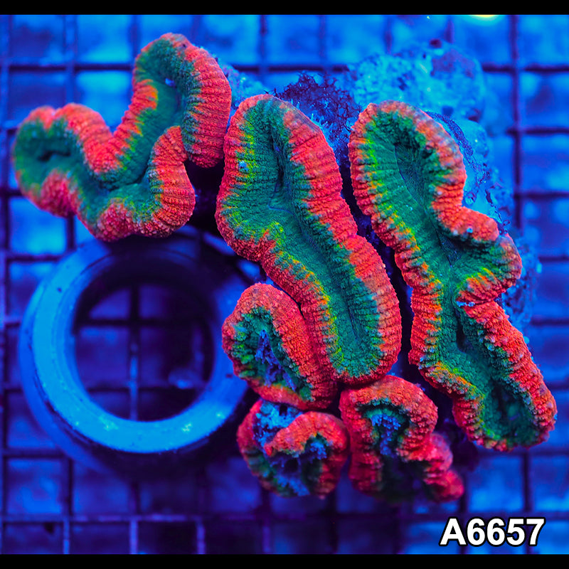 Item#A6657IN6657(L) WYSIWYG Aussie Rainbow Lobophyllia Colony