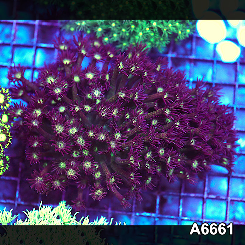Item#A6661IN6661(L) WYSIWYG Aussie Ultra Unique Glitter Bomb Goniopora Colony
