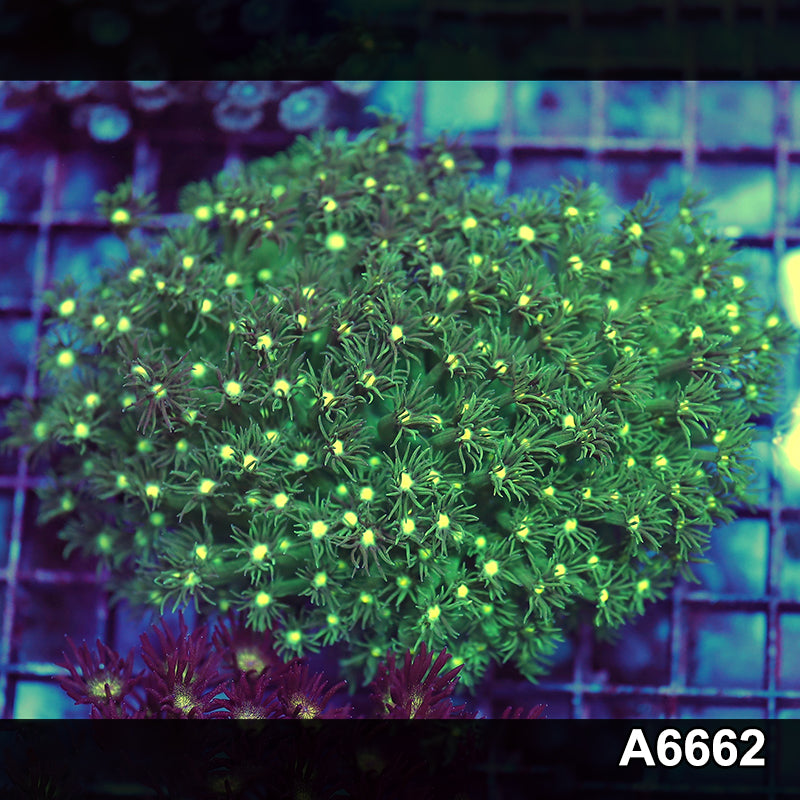 Item#A6662IN6662(M) WYSIWYG Aussie Ultra Goniopora Colony