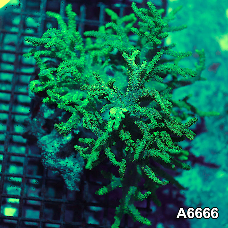 Item#A6666IN6666(L) WYSIWYG Aussie Ultra Neon Sinularia Colony