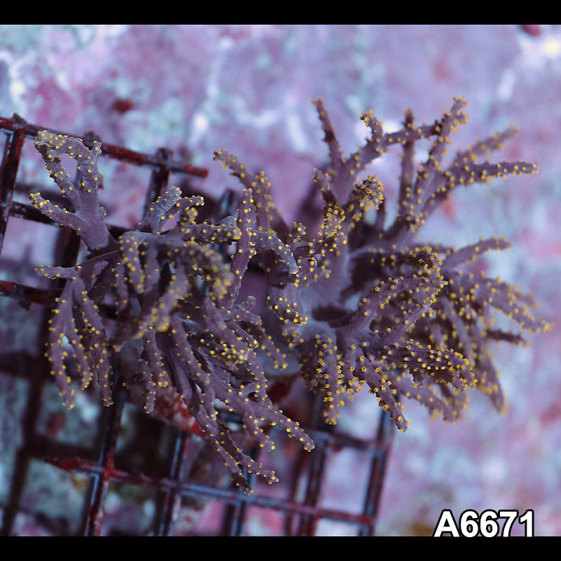 Item#A6671IN6671(M) WYSIWYG Aussie Ultra Unique Sinularia Colony