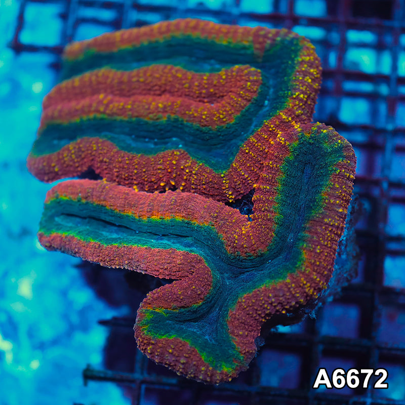 Item#A6672IN6672(L) WYSIWYG Aussie Rainbow Lobophyllia Colony