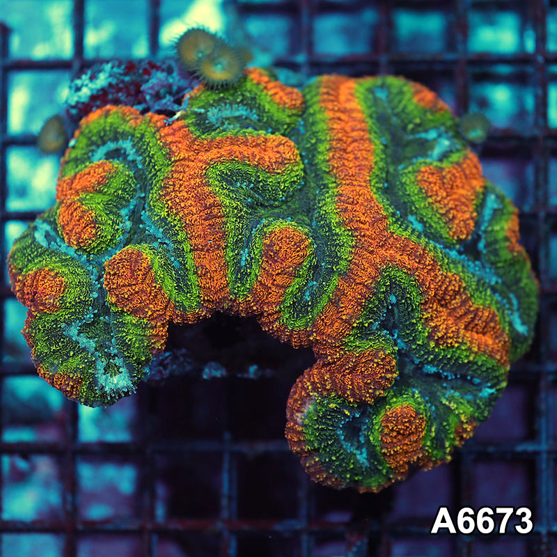Item#A6673IN6673(L) WYSIWYG Aussie Unique Rainbow Lobophyllia Colony