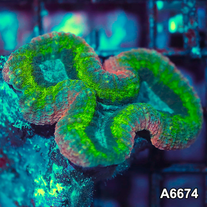 Item#A6674IN6674(S) WYSIWYG Aussie Rainbow Lobophyllia