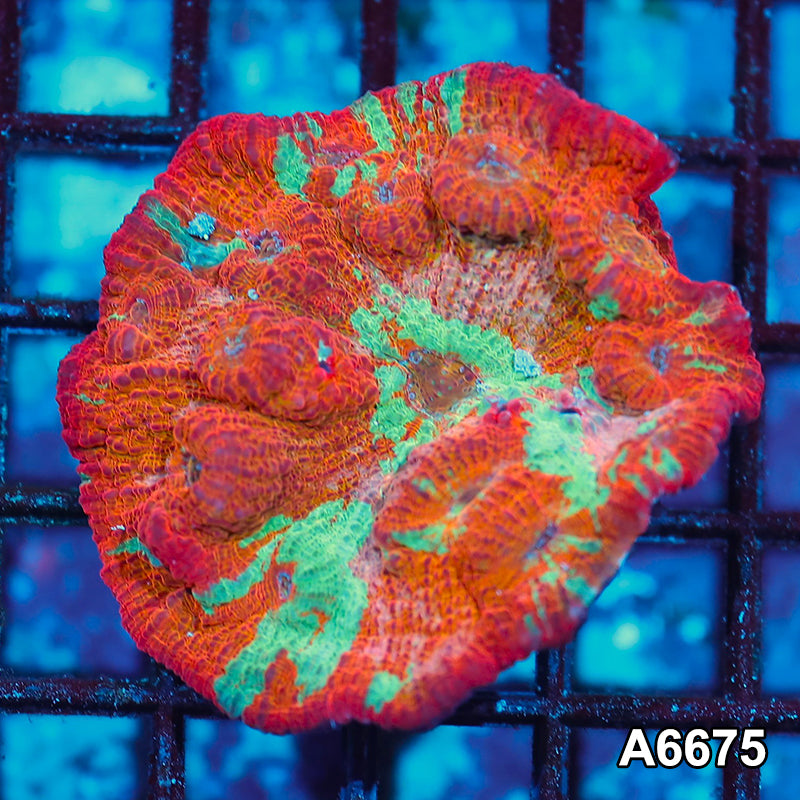 Item#A6675IN6675(S) WYSIWYG Aussie Ultra Chalice Mini Colony