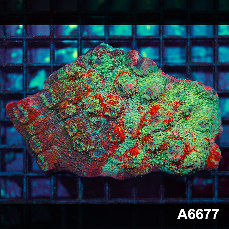 Item#A6677IN6677(S) WYSIWYG Aussie Ultra Chalice Colony