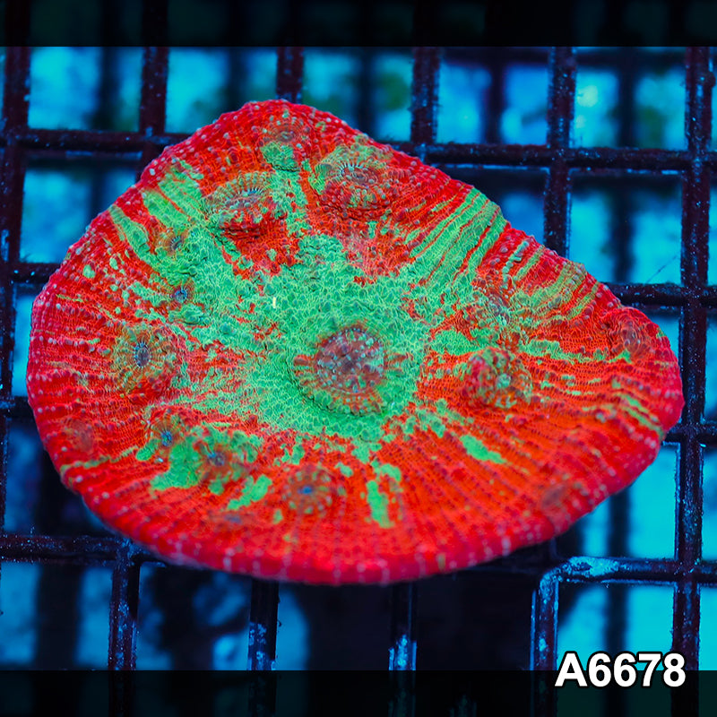 Item#A6678IN6678(S) WYSIWYG Aussie Ultra Chalice Mini Colony