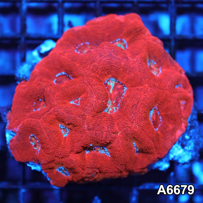 Item#A6679IN6679(M) WYSIWYG Aussie Ultra Unique Bowerbanki Colony