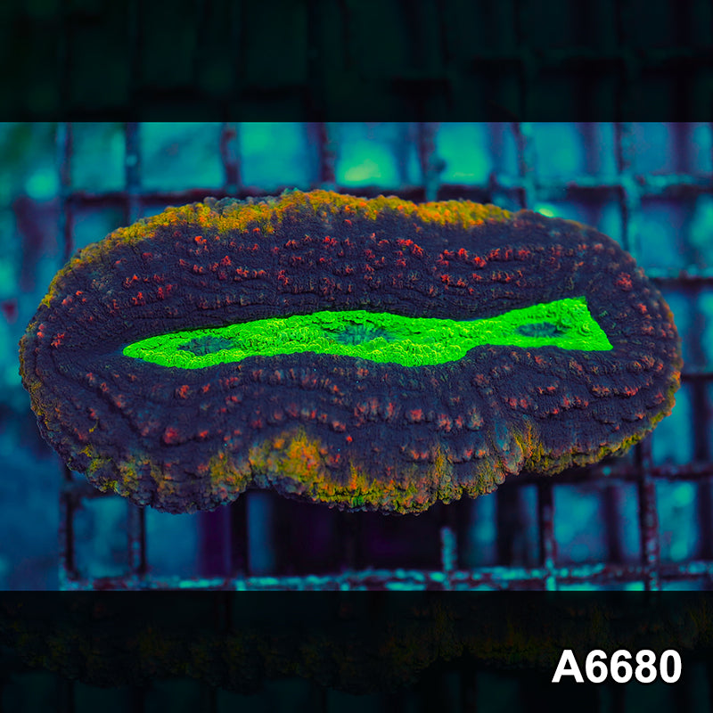 Item#A6680IN6680(M) WYSIWYG Aussie Rainbow Volcano Lobophyllia