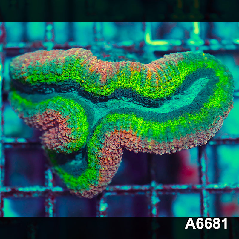 Item#A6681IN6681(S) WYSIWYG Aussie Unique Rainbow Lobophyllia