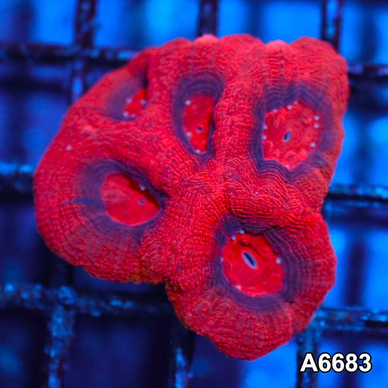 Item#A6683IN6683(S) WYSIWYG Aussie Ultra Unique Bowerbanki Mini Colony