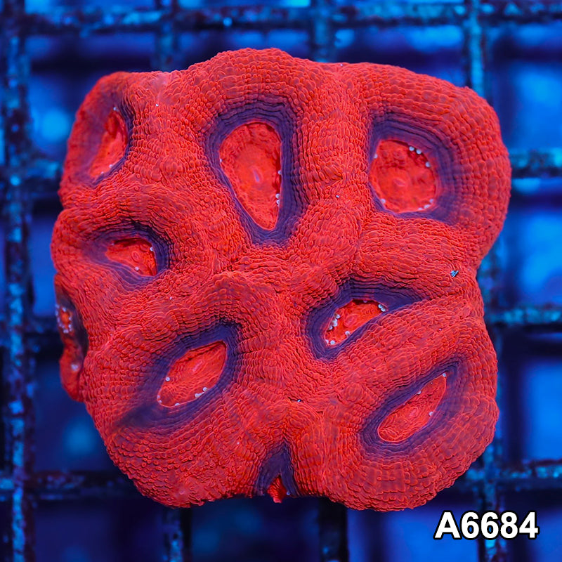 Item#A6684IN6684(S) WYSIWYG Aussie Ultra Unique Bowerbanki Mini Colony