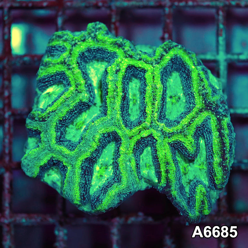 Item#A6685IN6685(S) WYSIWYG Aussie Ultra Unique Bowerbanki Mini Colony