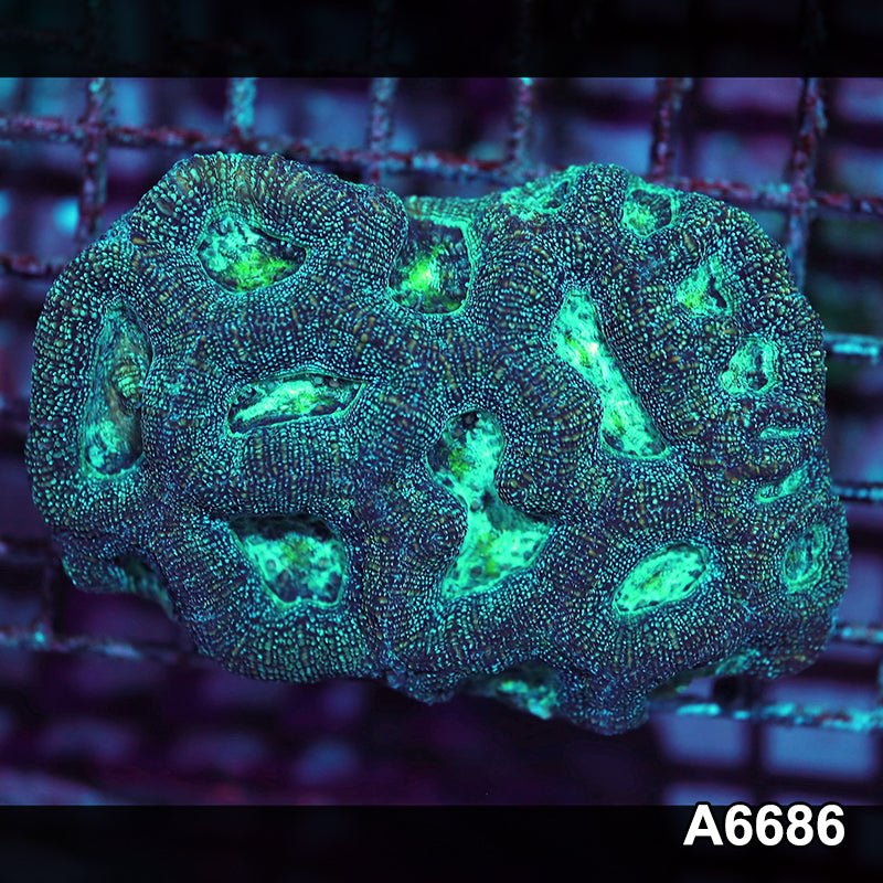 Item#A6686IN6686(M) WYSIWYG Aussie Ultra Unique Bowerbanki Colony
