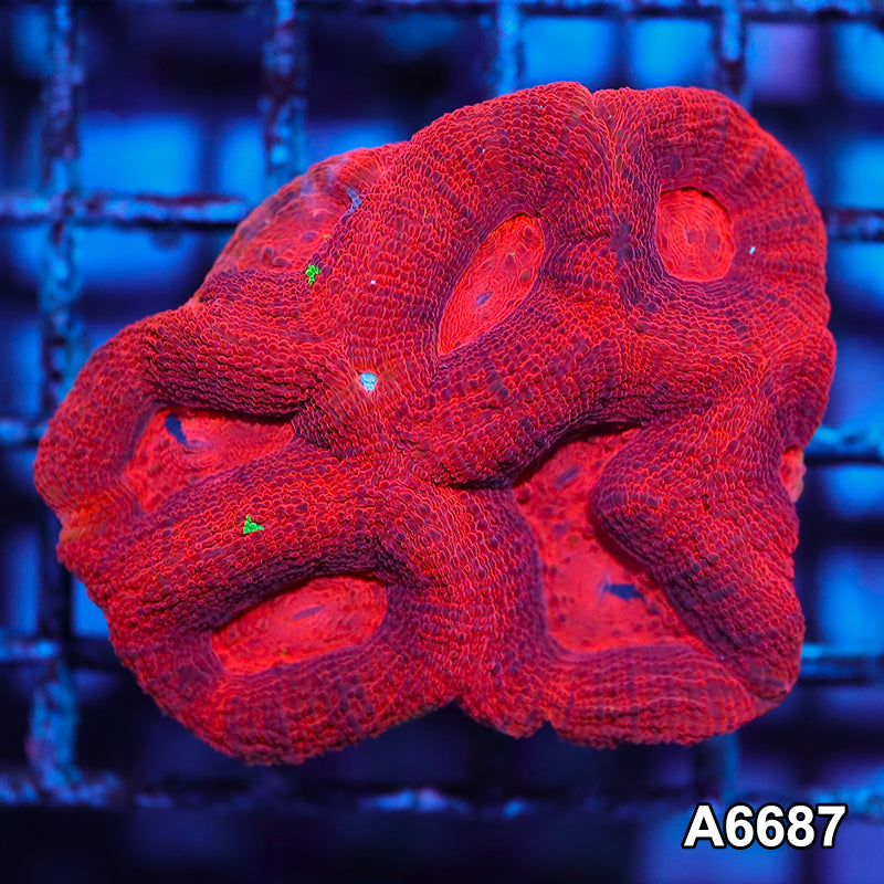 Item#A6687IN6687(M) WYSIWYG Aussie Ultra Unique Bowerbanki Mini Colony