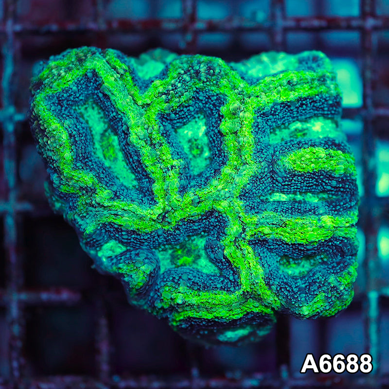 Item#A6688IN6688(M) WYSIWYG Aussie Ultra Unique Bowerbanki Mini Colony