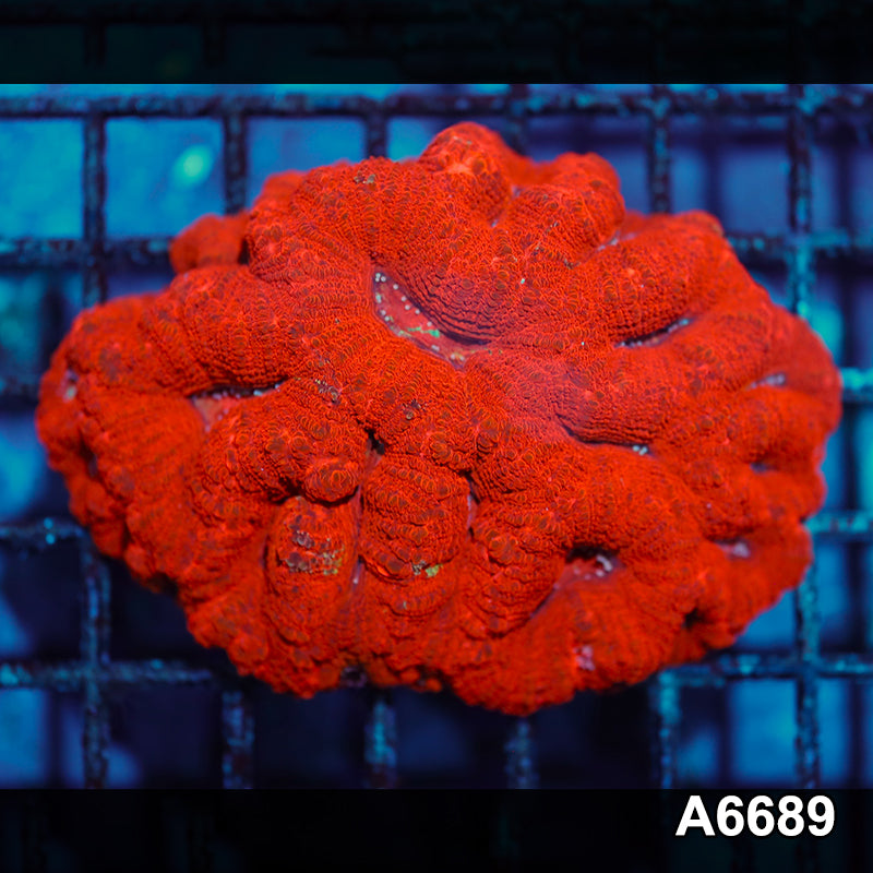 Item#A6689IN6689(M) WYSIWYG Aussie Ultra Unique Bowerbanki Colony