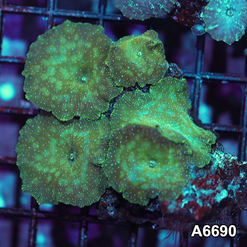 Item#A6690IN6690(S) WYSIWYG Vietnam Ultra Discosoma Mushroom Mini Colony