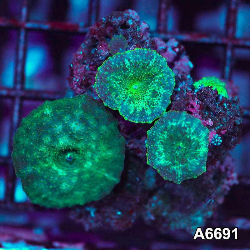 Item#A6691IN6691(S) WYSIWYG Vietnam Ultra Discosoma Mushroom Mini Colony