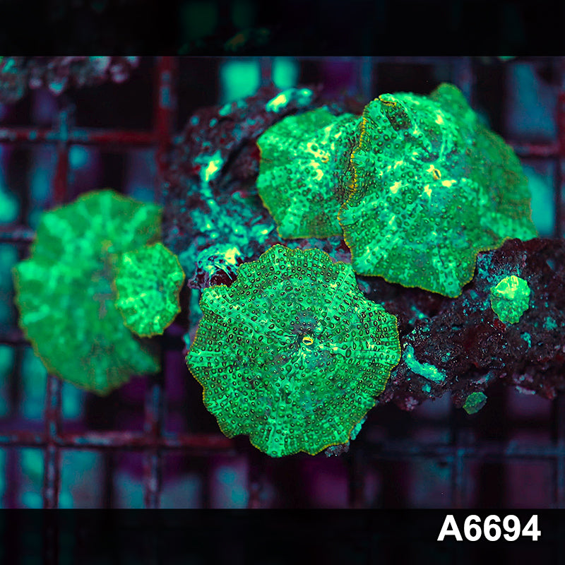 Item#A6694IN6694(S) WYSIWYG Vietnam Ultra Discosoma Mushroom Mini Colony