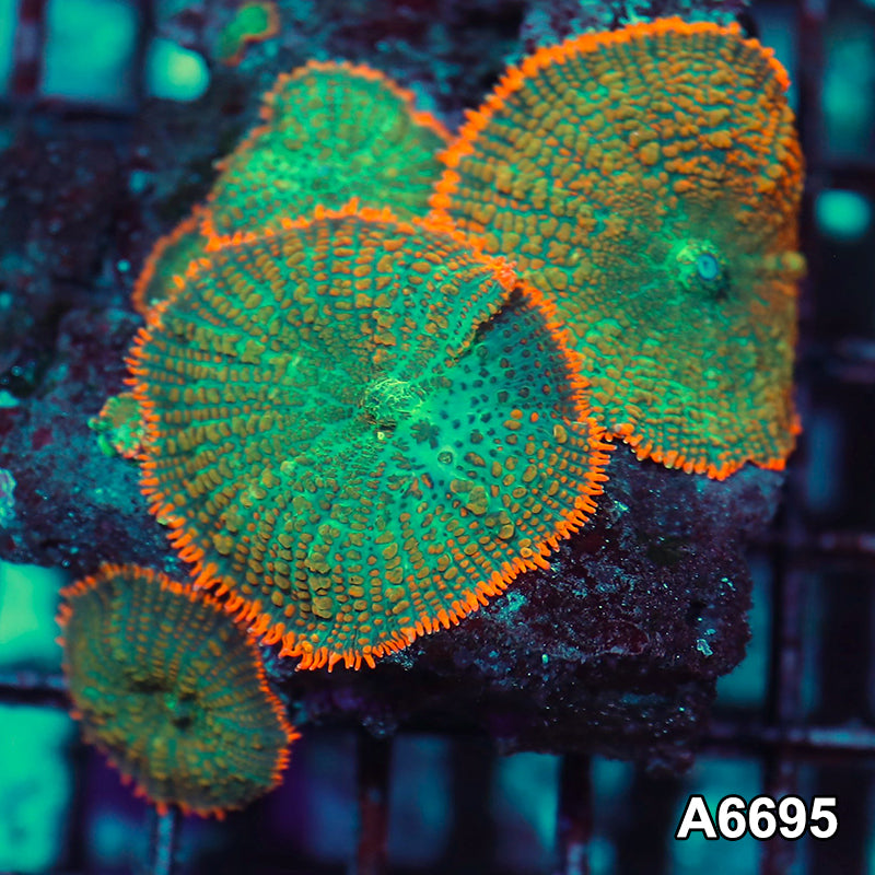 Item#A6695IN6695(S) WYSIWYG Vietnam Ultra Rhodactis Mushroom Mini Colony