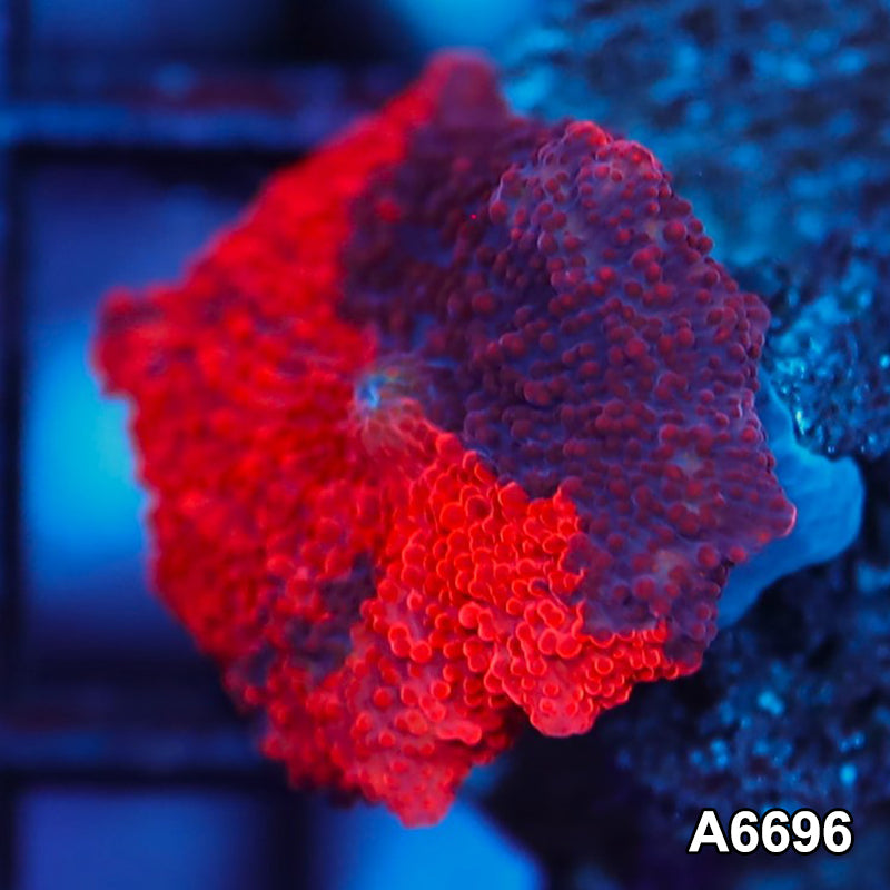 Item#A6696IN6696(S) WYSIWYG Western Australia Unique Deadpool Mushroom