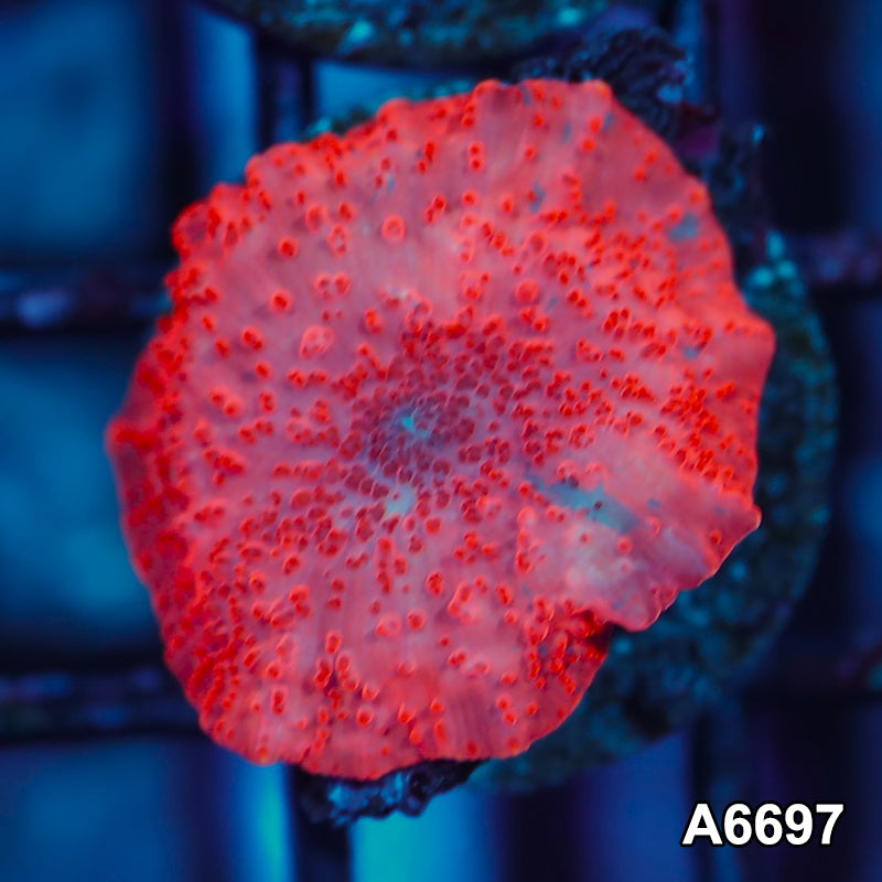 Item#A6697IN6697(S) WYSIWYG Western Australia Deadpool Mushroom