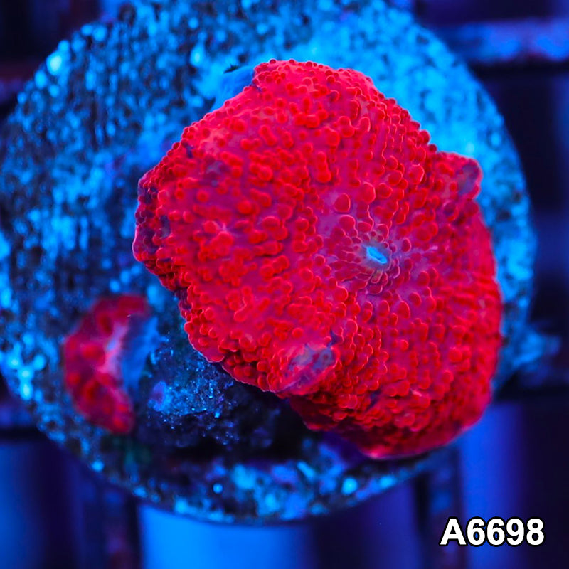 Item#A6698IN6698(S) WYSIWYG Western Australia Deadpool Mushroom
