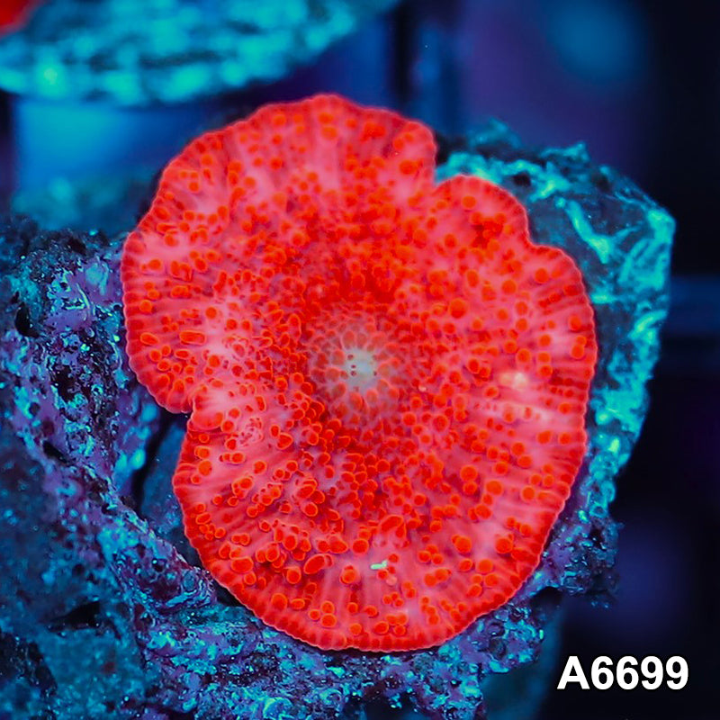 Item#A6699IN6699(S) WYSIWYG Western Australia Ultra Red Mushroom