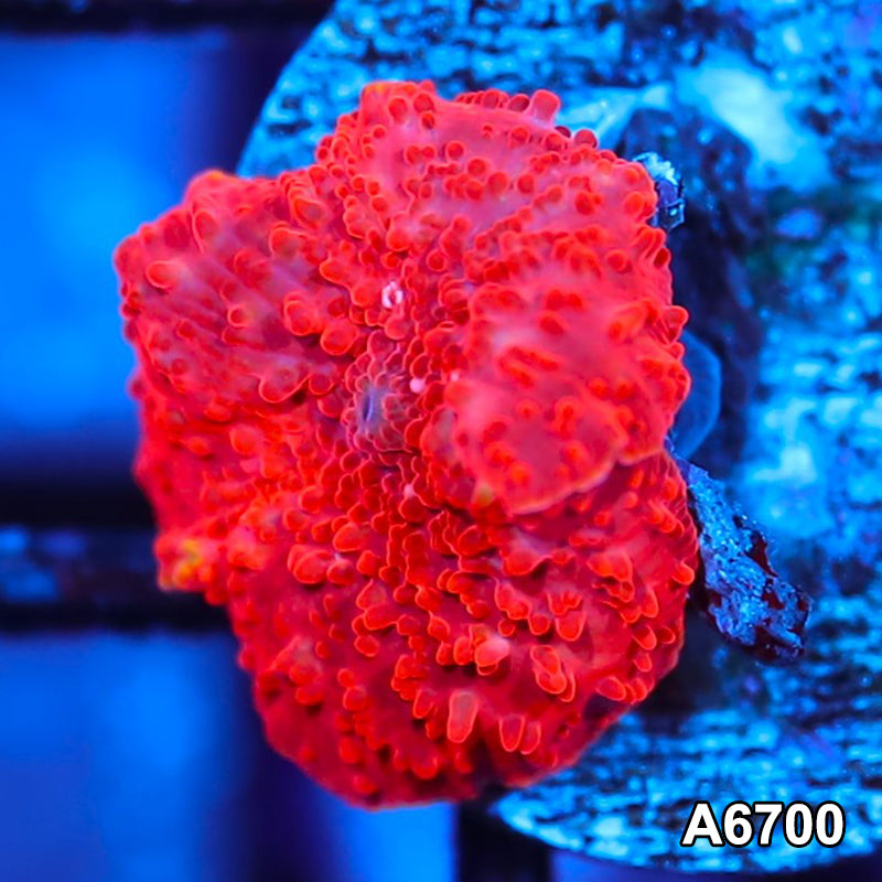 Item#A6700IN6700(S) WYSIWYG Western Australia Ultra Red Mushroom