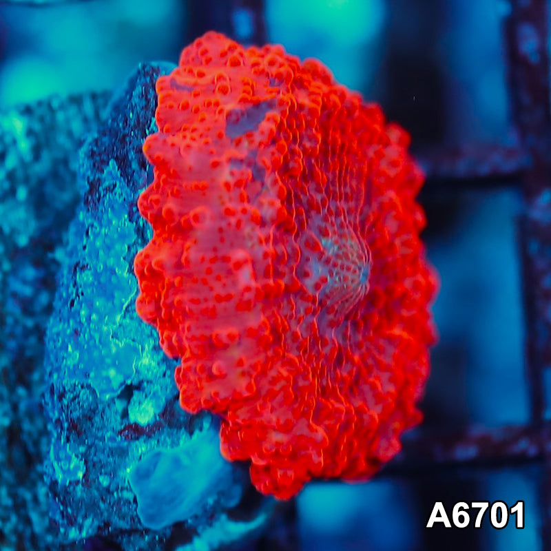 Item#A6701IN6701(S) WYSIWYG Western Australia Deadpool Mushroom