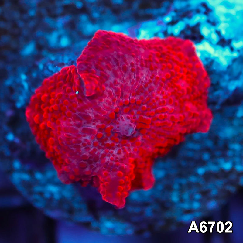 Item#A6702IN6702(S) WYSIWYG Western Australia Ultra Red Mushroom