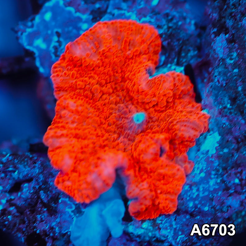 Item#A6703IN6703(S) WYSIWYG Western Australia Ultra Red Mushroom